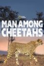 Man Among Cheetahs