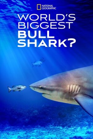 World’s Biggest Bull Shark?