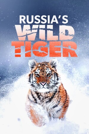 Russia’s Wild Tiger